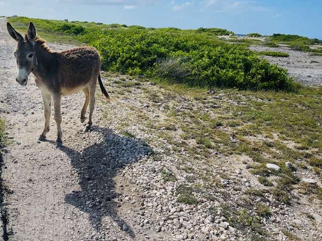 Brown and white Bonaire Donkey on side of road